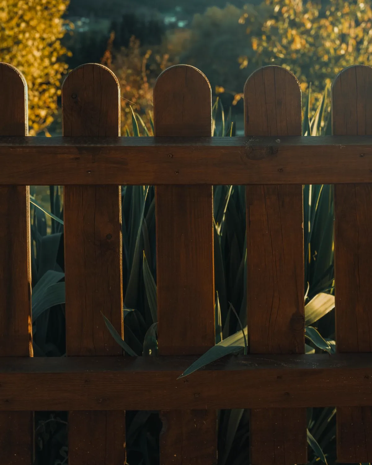 New wooden fence pickets in golden evening light